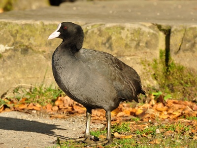 Eurasian Coot