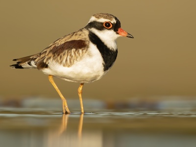 Eurasian Dotterel