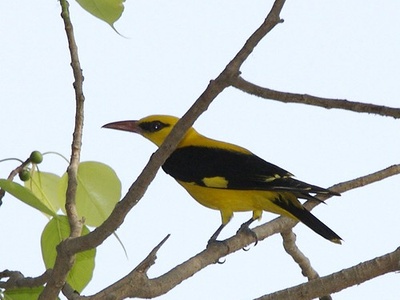 Eurasian Golden Oriole