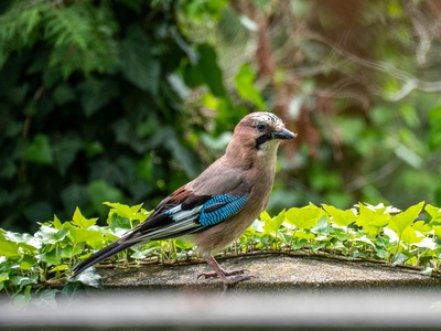 Eurasian jay