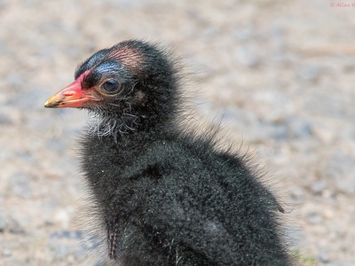 Eurasian Moorhen