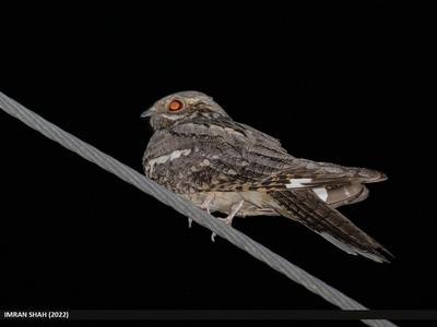 Eurasian Nightjar