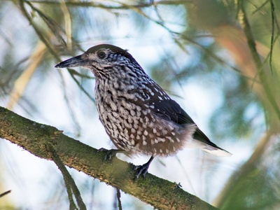 Eurasian Nutcracker