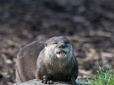 Eurasian otter