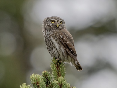 Eurasian Pygmy Owl