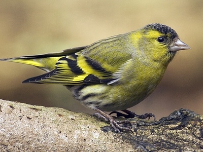 Eurasian Siskin