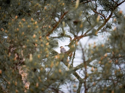 Eurasian Sparrowhawk