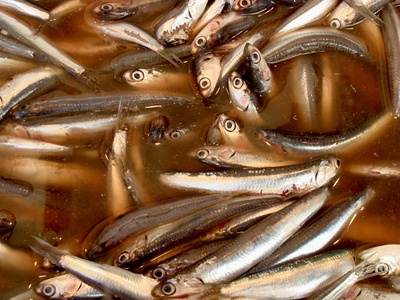 European anchovy