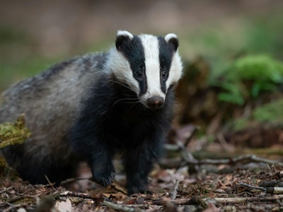 European Badger