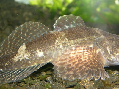 European Bullhead
