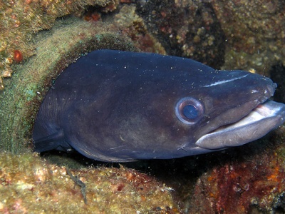 European conger
