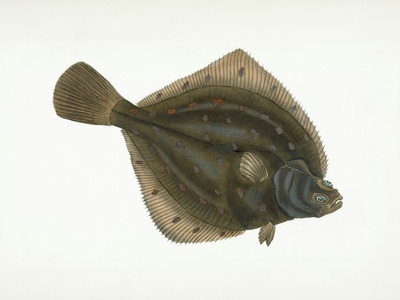 European Flounder