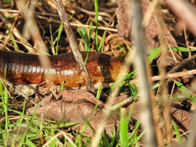 European glass lizard