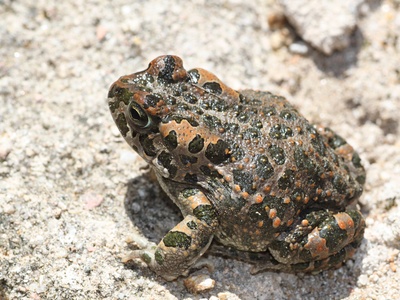 European green toad