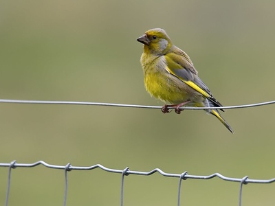European Greenfinch