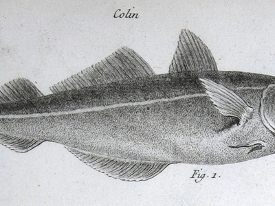 European hake