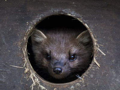 European pine marten