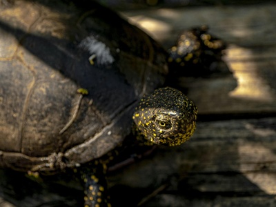 European pond turtle