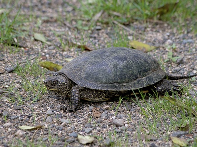 European Pond Turtle