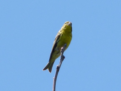 European Serin