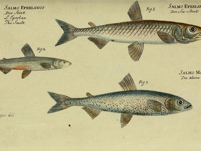 European Smelt