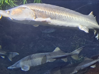 European sturgeon