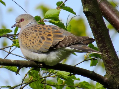 European turtle dove