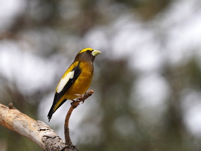 Evening Grosbeak