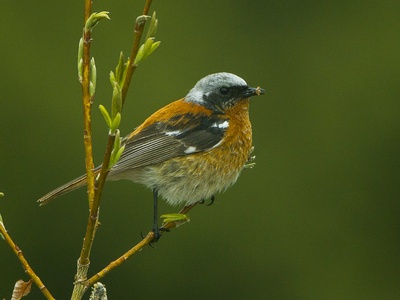Eversmann's Redstart