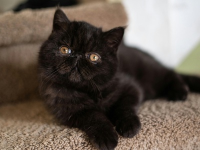 Exotic Shorthair