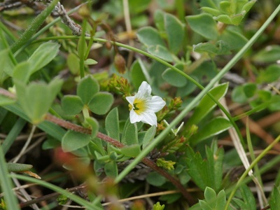 Fairy Flax