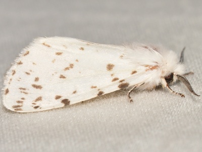 Fall webworm