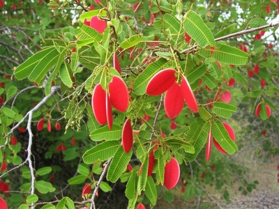 False Mopane