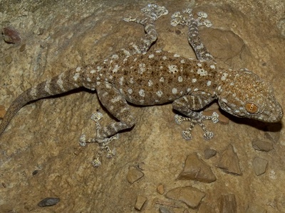 Fan-footed Rock Gecko