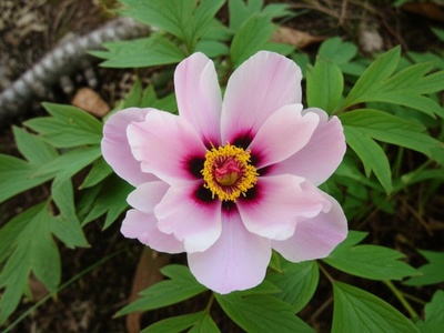 Far East Peony
