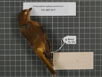 Fawn-breasted Whistler