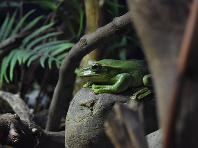 Fea's Tree Frog