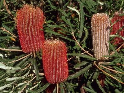 Feather-leaved Banksia