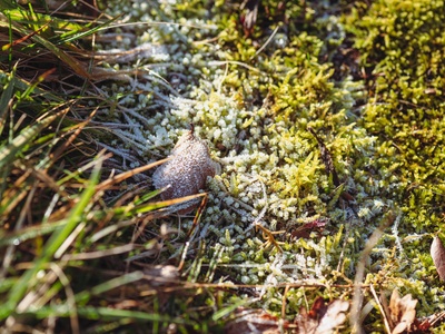 Feather moss