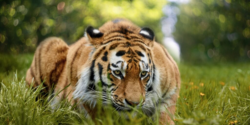 15 Examples of the Vast Fauna of Russia - Flora Fauna Fun