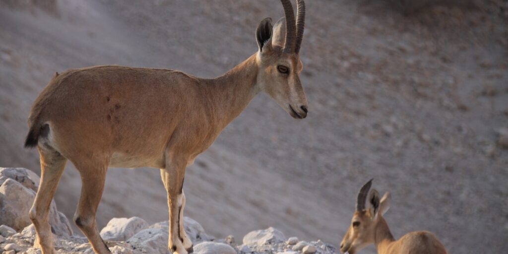 Jordanian Ratel Top 10 Diverse Wildlife of Jordan - Flora Fauna Fun