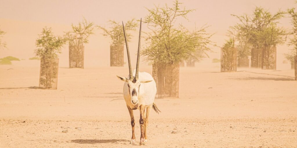 The Complete List of UAE Mammals - Flora Fauna Fun