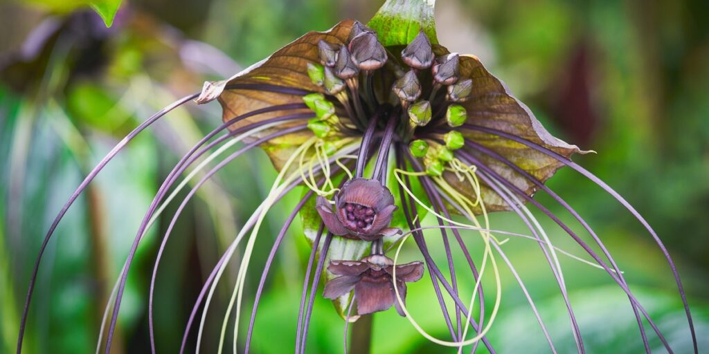 Black Rash Plant List of Black Plants - Flora Fauna Fun