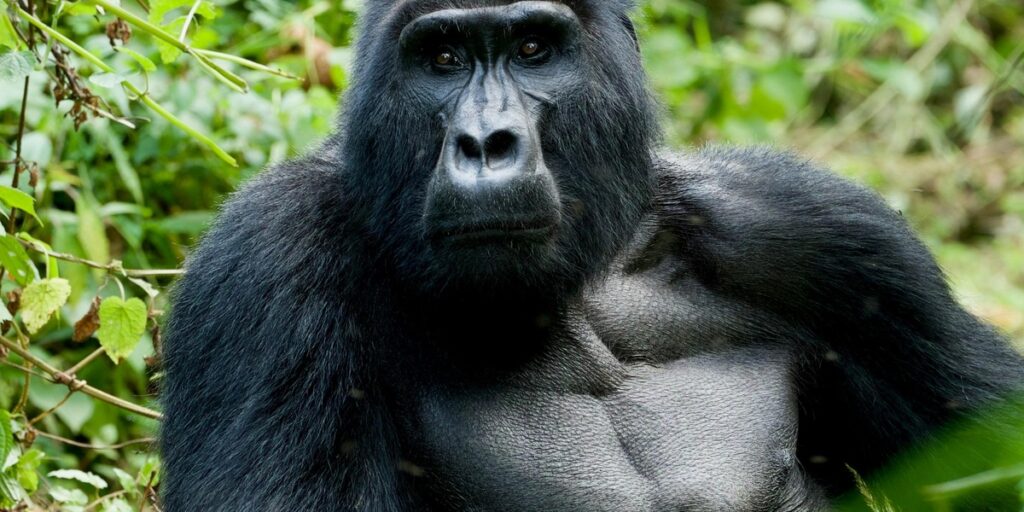 List of Animals Only Found In Uganda - Flora Fauna Fun