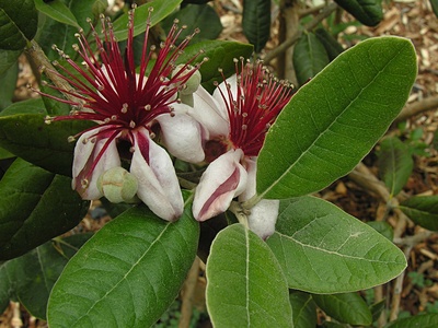 Feijoa