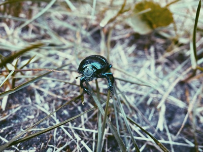 Fen Ground Beetle