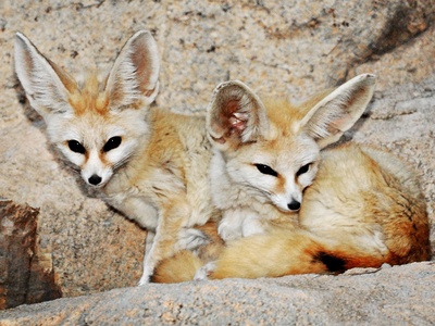 Fennec