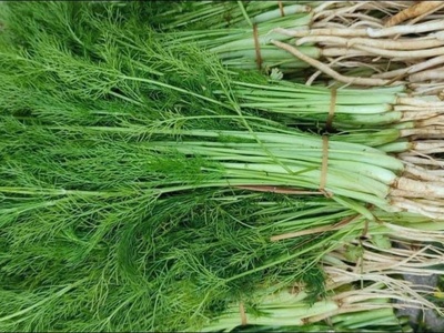 Fennel