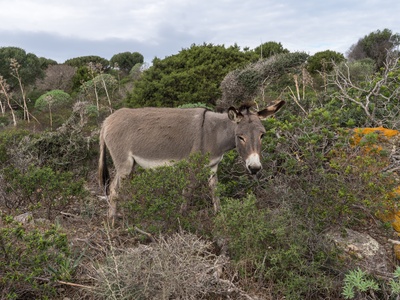 Feral Donkey