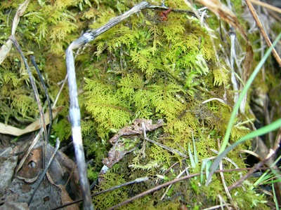 Fern moss